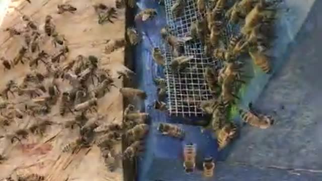 S2E21. Hive #1 entrance activity.