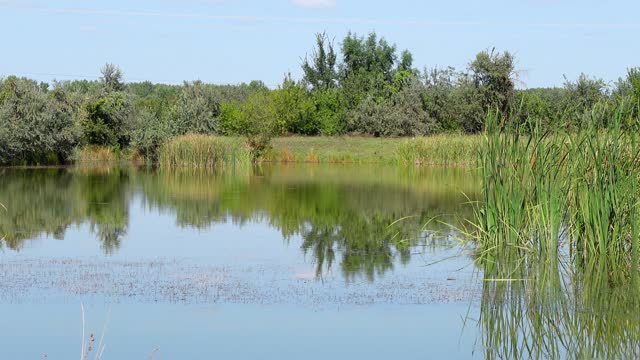 The sounds of Early Spring, Birdsong, The First Awakening of Nature for relaxation and relaxation