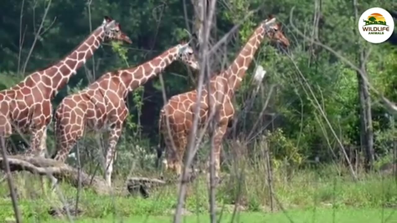 Forest animals video for life change