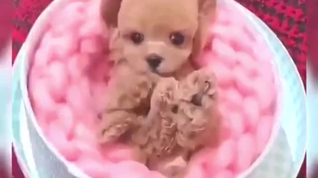 Cutest Small Dogs On The Internet