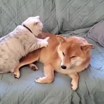 Kitten massaging dog.