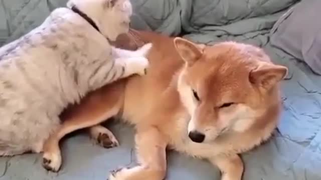 Kitten massaging dog.