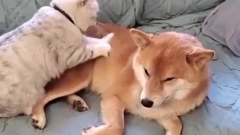 Kitten massaging dog.