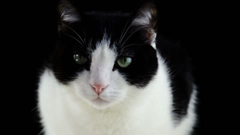 cute black and white cat