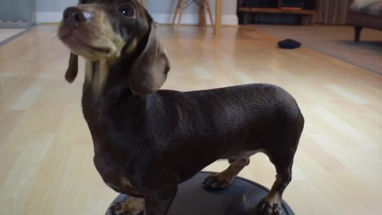 Mini Dachshund Pup Hitches A Ride On The Robot Vacuum Cleaner