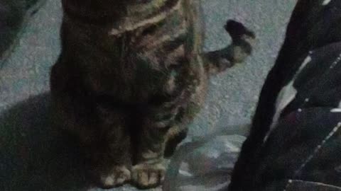 TESLA ACTING 😂😂