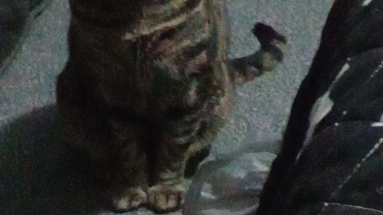 TESLA ACTING 😂😂