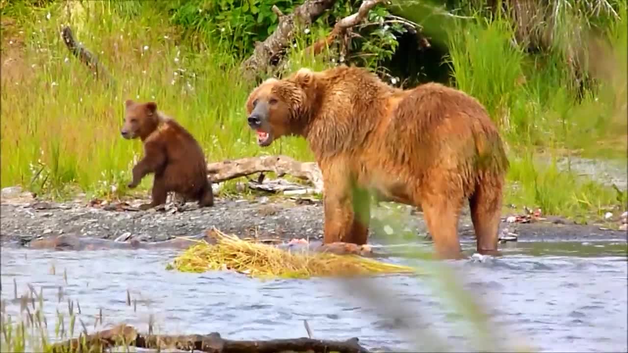 Kodiak brown bears hunting and playing at a wildlife refuge in Alaska