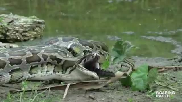 VIRAL ANACONDA EATS ALLIGATOR