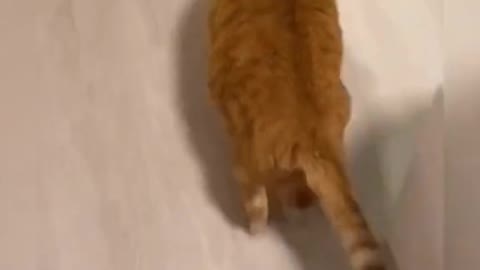 🤣🤣Because i'm happyyy!!! #funnycatvideo