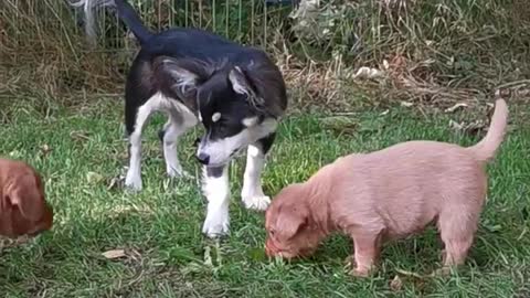 Chihuahua vs Labrador Puppys