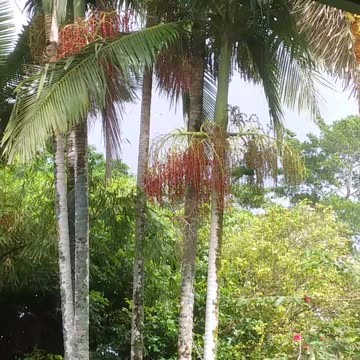 29.6.2024 Wompoo Fruit Doves