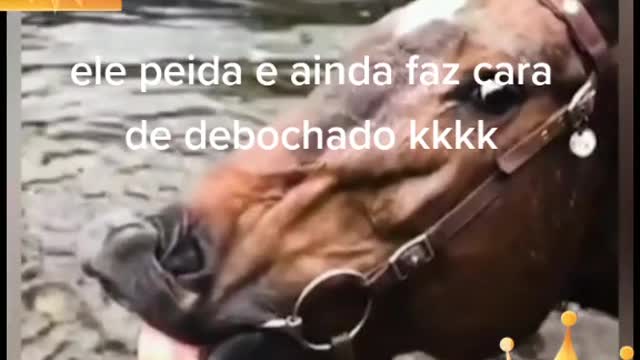Cavalo peidão