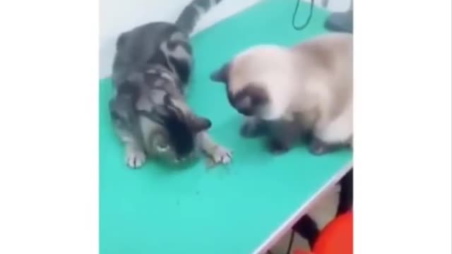 FUNNY CAT VIDEOS Don't try to hold back Laughter
