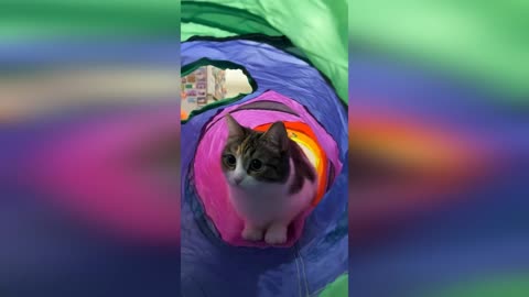 The Secret Message on This Cat's Tag Will Leave You Baffled