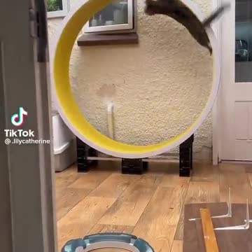 A cat that spins endlessly