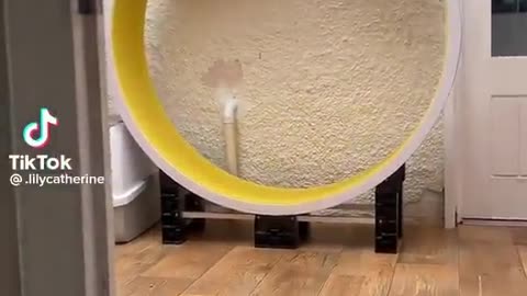 A cat that spins endlessly