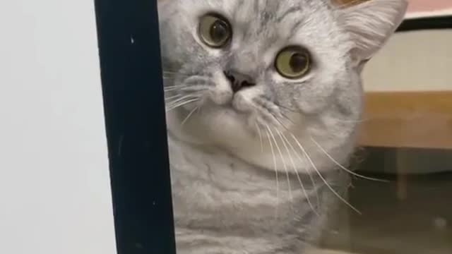 Funny cat face with soking