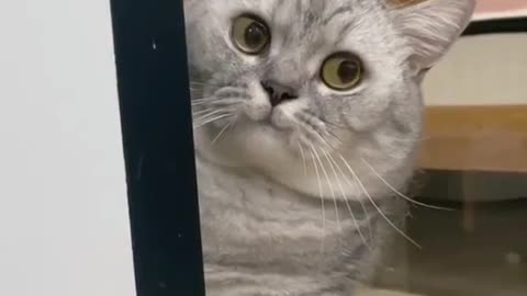 Funny cat face with soking