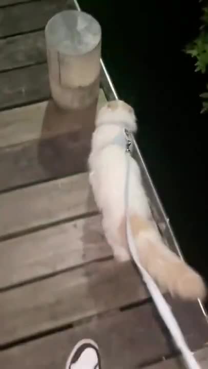 Cats and dogs _ cats meowing _ cats funny videos #shorts