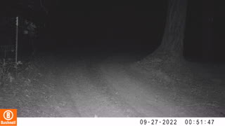 Baby Possum - Another New One