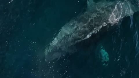 Humpback OPENS WIDE