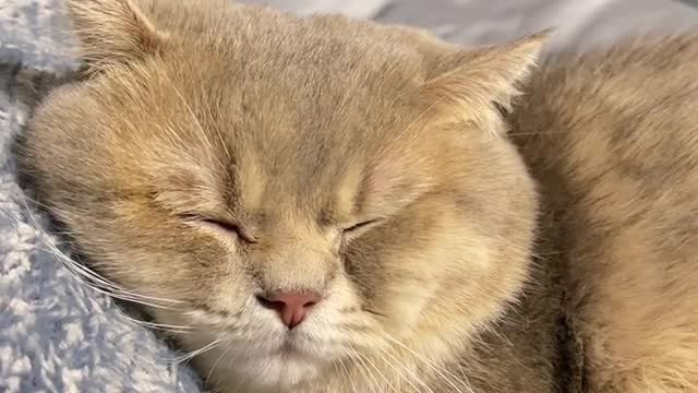 The daily life of the cat