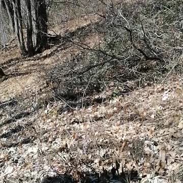 Adventure cat who loves his backpack