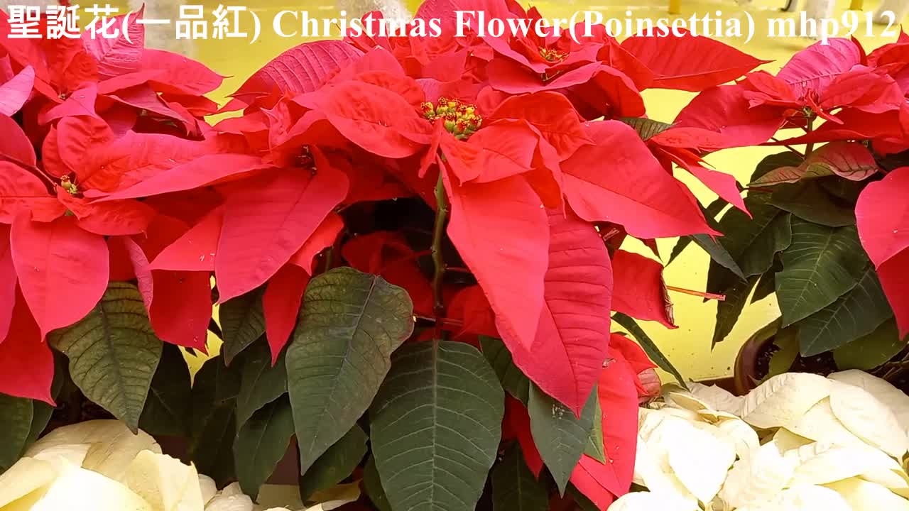 [象徵快樂和成功] 聖誕花（一品紅）Christmas Flower（Poinsettia）mhp912, Dec 2020