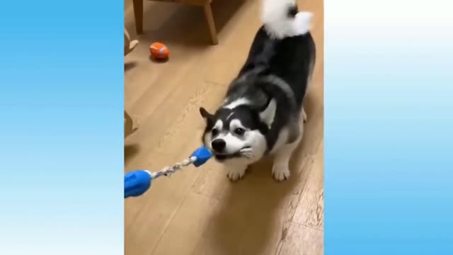 Funniest Cats And Dogs || Funny Animal Videos 2022