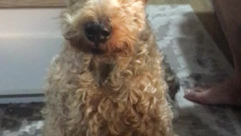 The POTUS Stares into Welsh Terrier Dog Eternity
