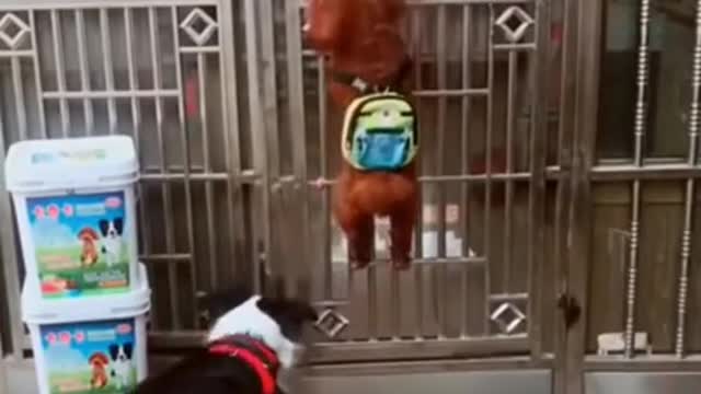 Funny Dogs and Puppies Together