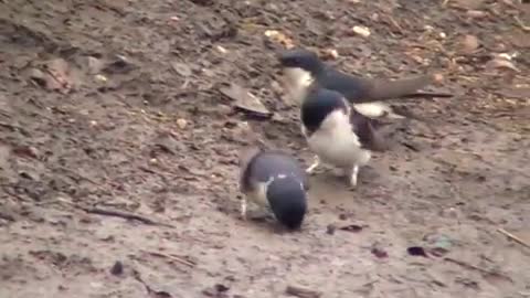 House Martins