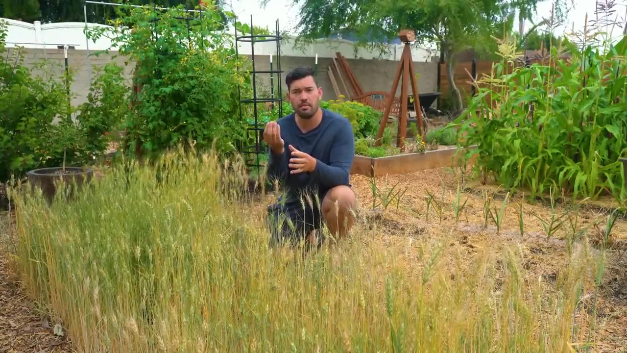 How To Grow Wheat from Sead to harvest