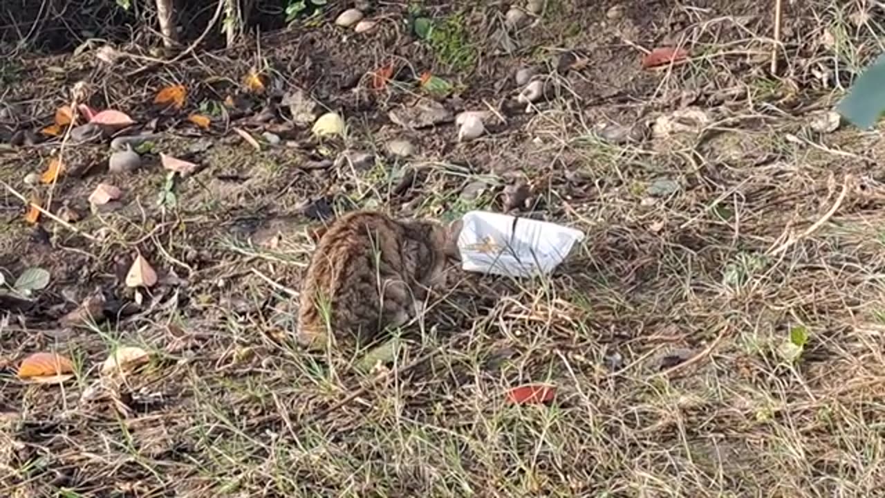 Cute kitten eats food ❤️😍