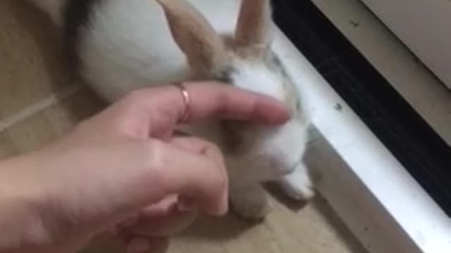 Communicating with My Rabbit, Tohee