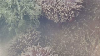 Clown #anemonefish (#Amphiprion #ocellaris) in Giant carpet anemone (Stichodactyla gigantea)