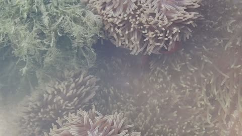 Clown #anemonefish (#Amphiprion #ocellaris) in Giant carpet anemone (Stichodactyla gigantea)