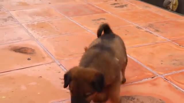 Today _baby_money_punish_A_puppy_Difficulty_Breathing_best_short_video.