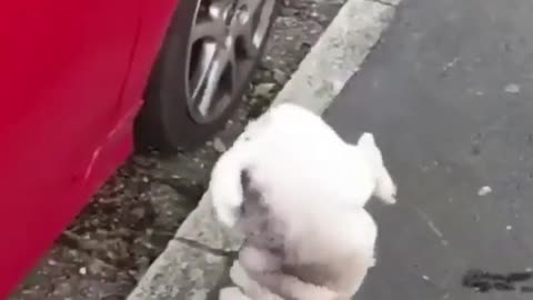Funny & Cute Dogs