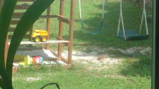 Happy bird enjoys backyard sand bath