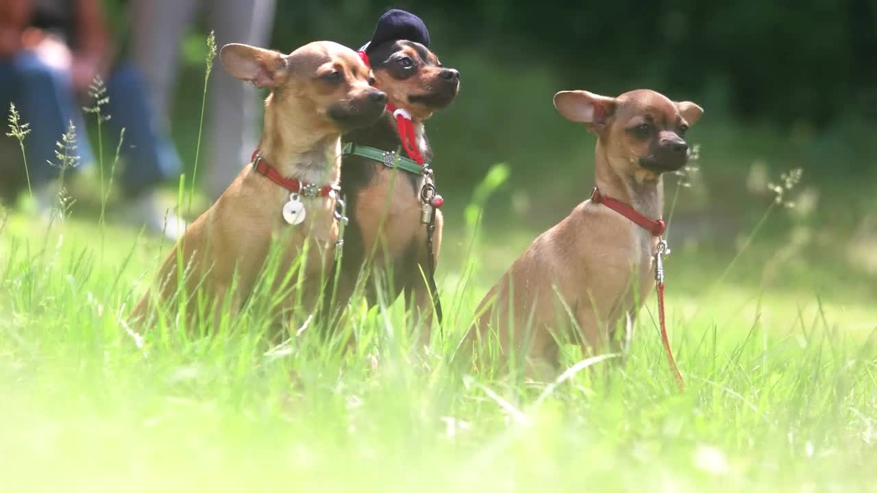 The owner is disposing three chihuahuas. Dogs arrangement