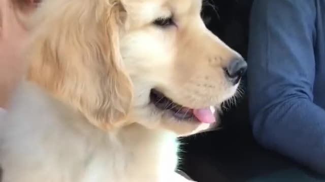 The best Jokes about dogs | A selection of jokes about dogs and puppies #1