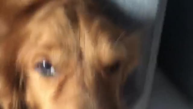 Be thankful for your dog's company