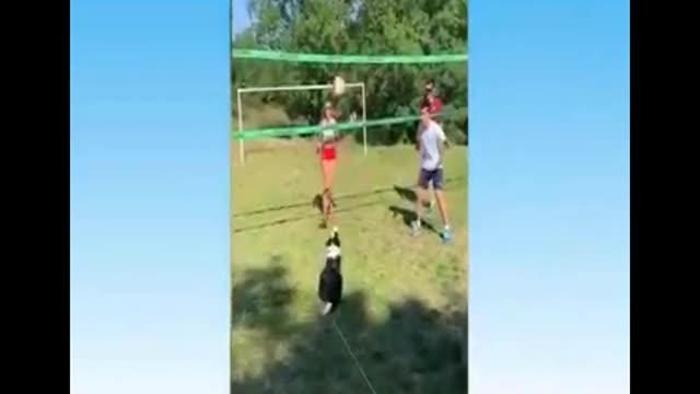 animals doing funny things !! 2021 !!