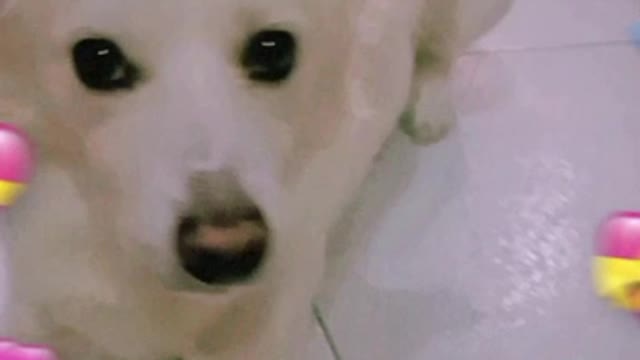 Aww Watch this cute dog video #dog #viralvideo #trendingvideo