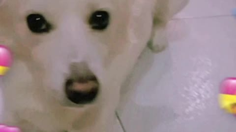 Aww Watch this cute dog video #dog #viralvideo #trendingvideo