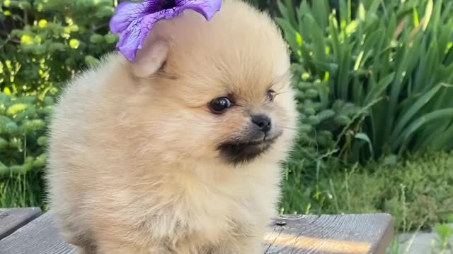 Beautiful dogs | funny dogs 🐕|