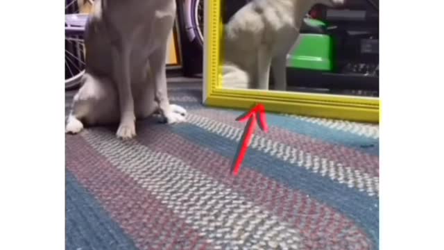 🤣 Funniest 😻Cats and🐶 Dogs - Awesome Funny Pet Animals Videos