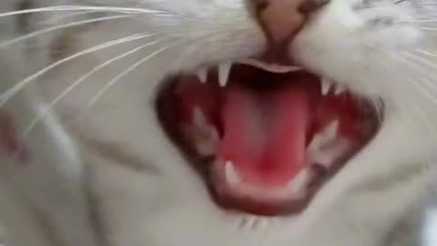 Beautiful cat
